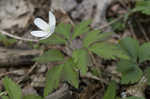 Wood anemone